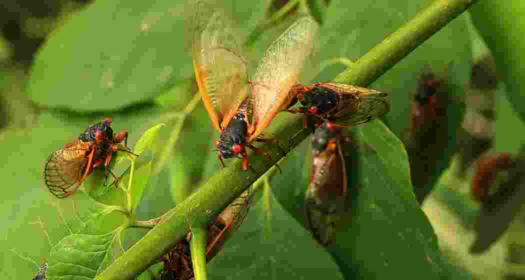 Periodical cicadas emerge on plants. (Representational image) 