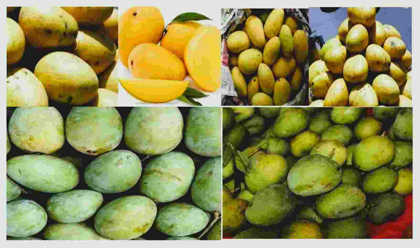The fruit, once praised by poet Amir Khusrau as “Naghza Tarin Mewa Hindustan,” (the fairest fruit of Hindustan), is special.