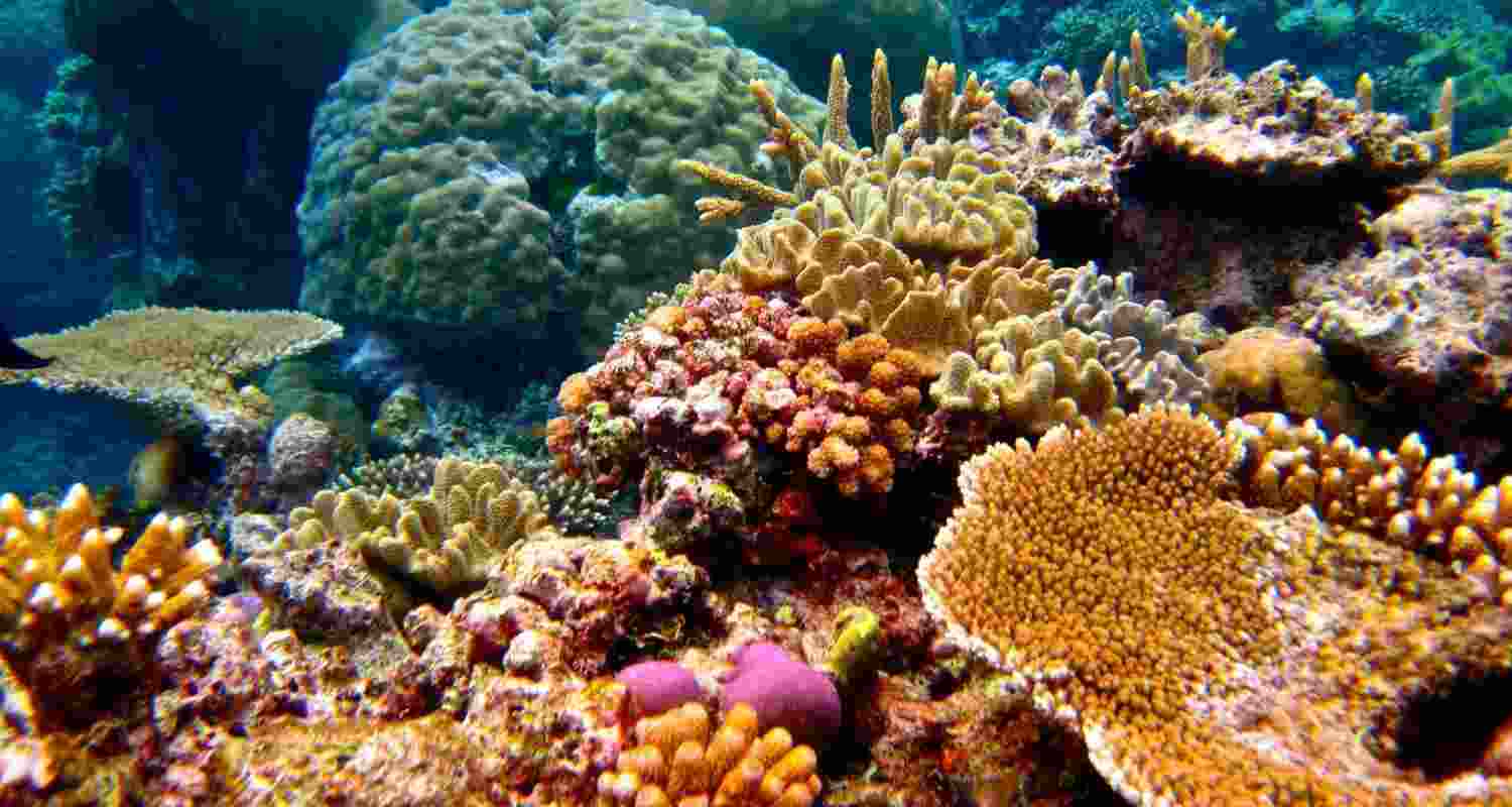 Scientists transplant crossbred corals to save Miami's reefs