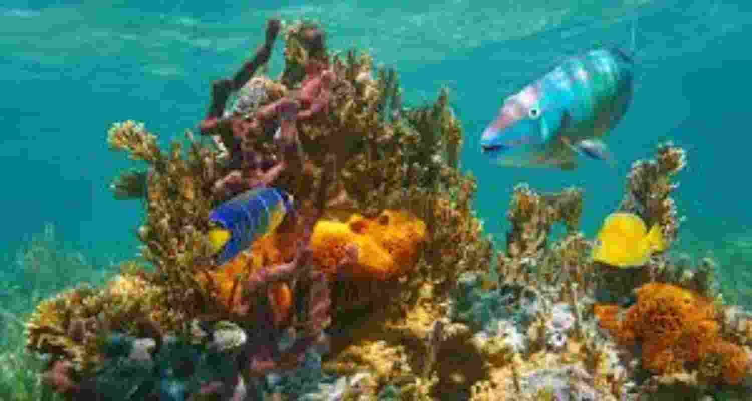 A file photograph of coral reefs at the Andaman islands.