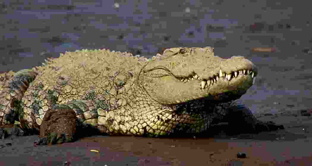 A crocodile basking near a riverbank. 