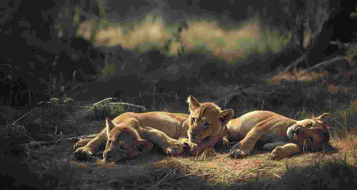 Four lion cubs died in Gujarat's Gir forest amid suspected infection, while 17 lions were isolated and over 350 monitored.