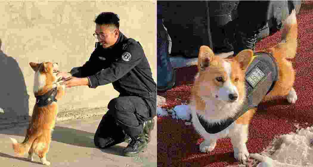 That drive has led to both successes and comic mishaps.