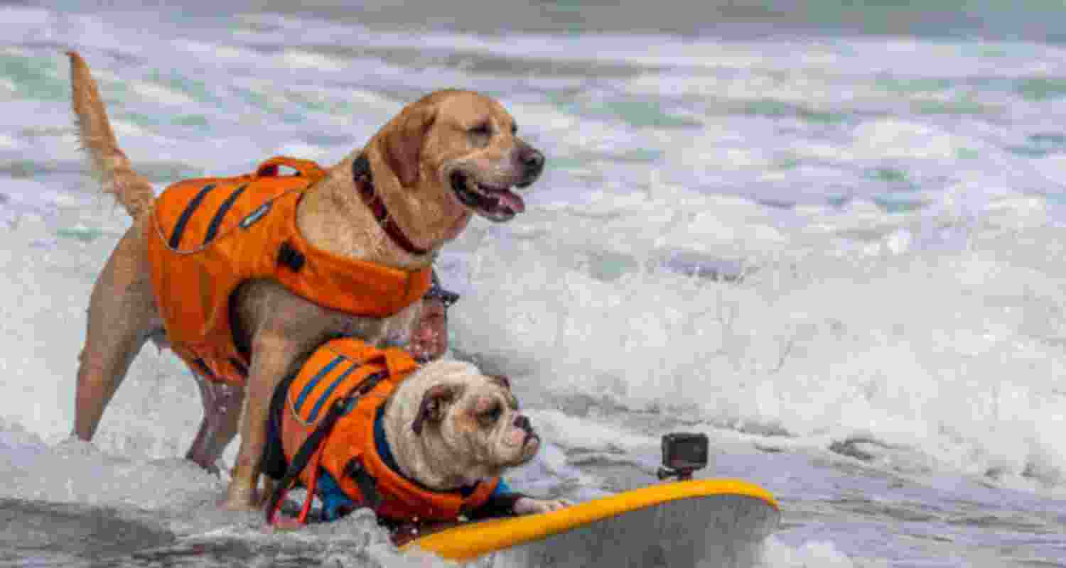 World Dog Surfing Championships 2025 will be held at Linda Mar Beach in Pacifica. (Surf Dog Championships)