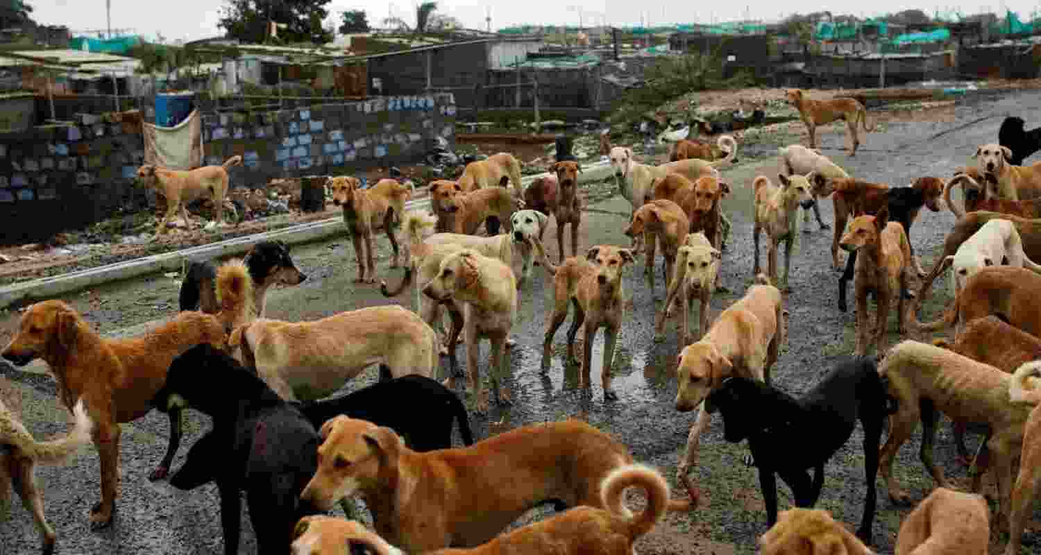 In a country with such a huge population, it will be impossible to wish away stray animals, dogs in particular. 