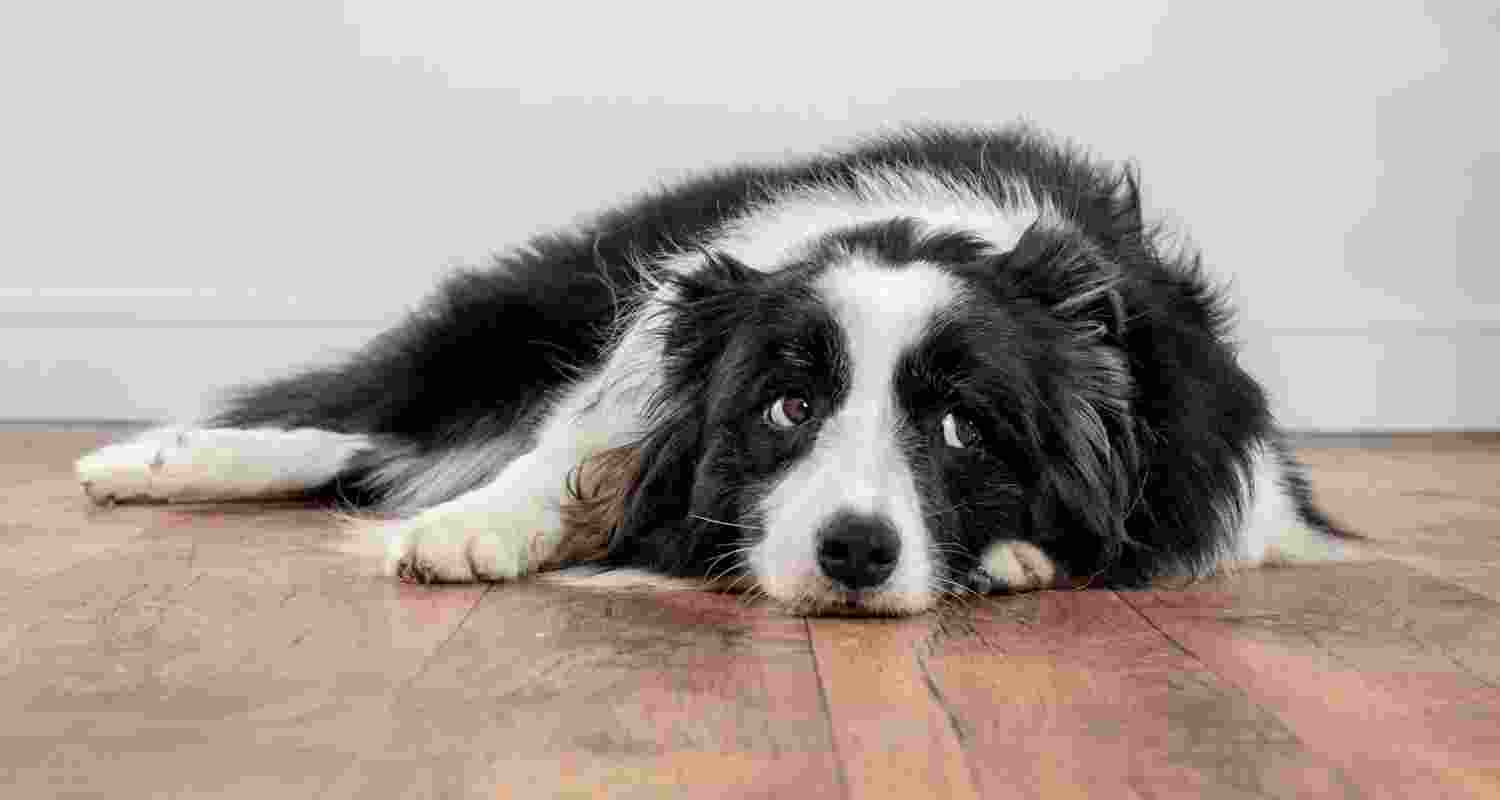 How to spot pain in your dog and how to help