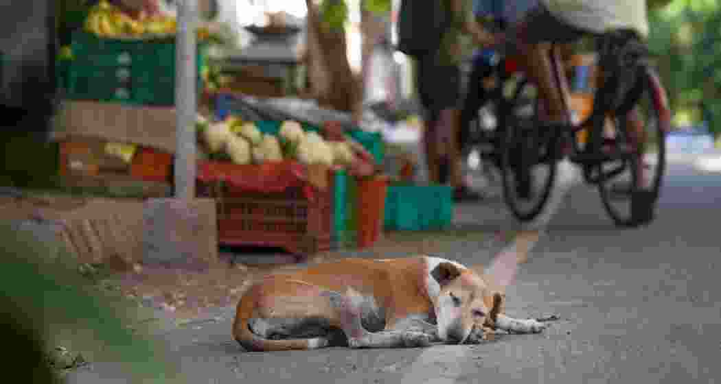 A stray dog rests on a quiet Delhi street. 
