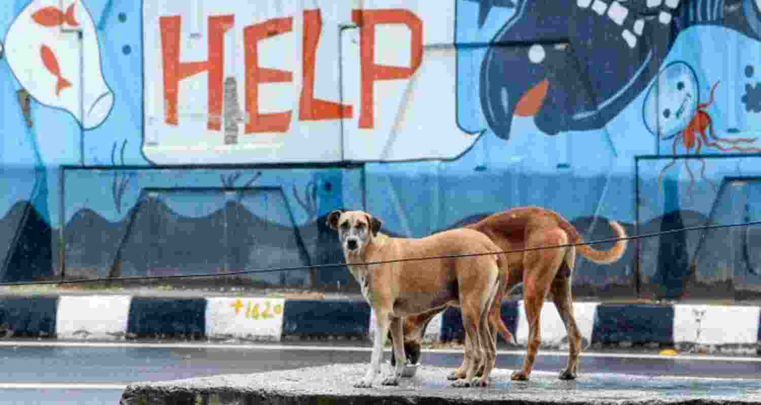 100 stray dogs poisoned to death in Telangana