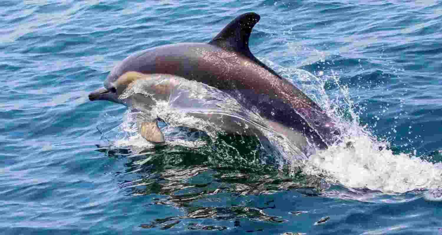 The results of the 2026 census are expected to provide updated data for ongoing conservation strategies in this vital wetland ecosystem