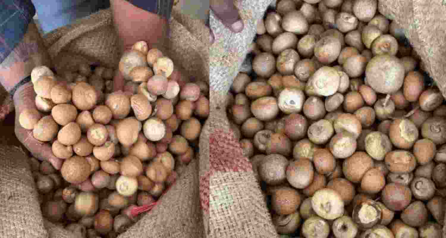 DRI busted a network falsely declaring Southeast Asian areca nuts as Bangladeshi to evade customs duty, causing a potential revenue loss of over Rs 2,500 crore.