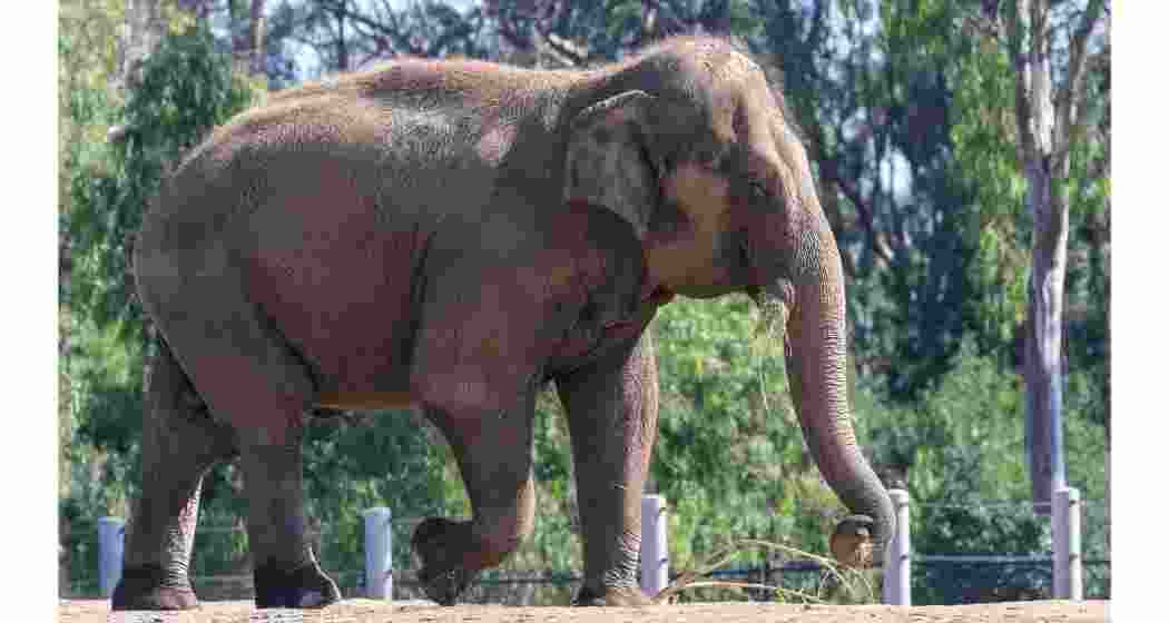 Kunki elephant kills retired army man in north Bengal trial