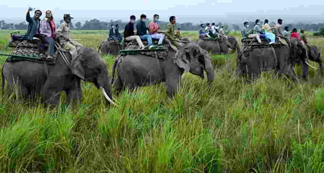 Tourists explore Kaziranga National Park and Tiger Reserve, which recorded its highest-ever footfall in 2025–26, drawing nearly 4.7 lakh visitors to the famed wildlife reserve.