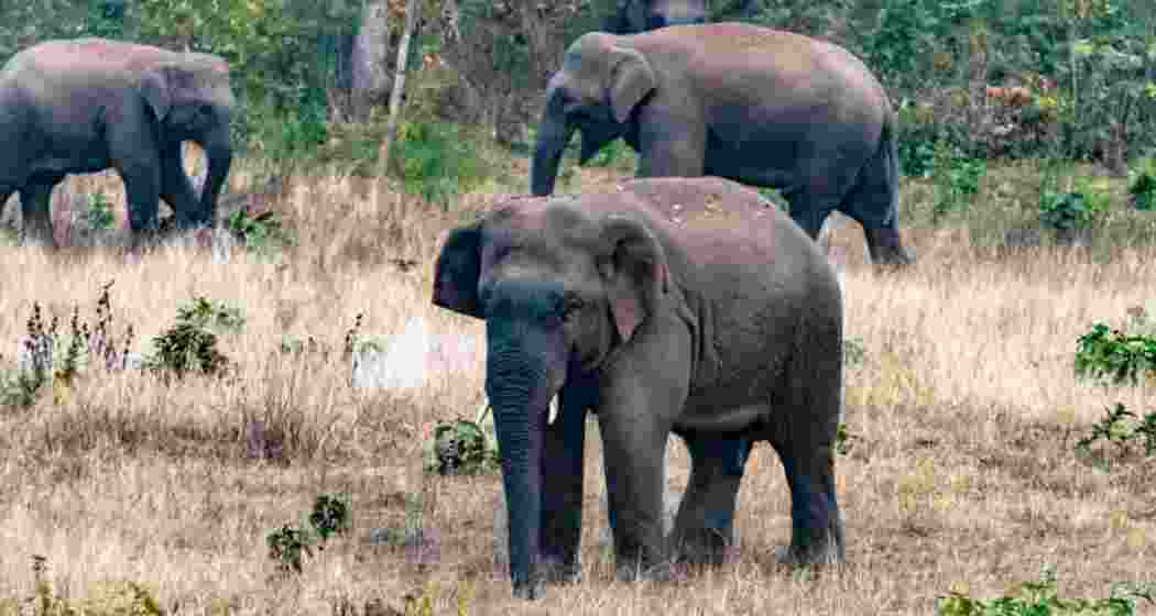 Elephant kills man in Chhattisgarh, 4th death in 4 days