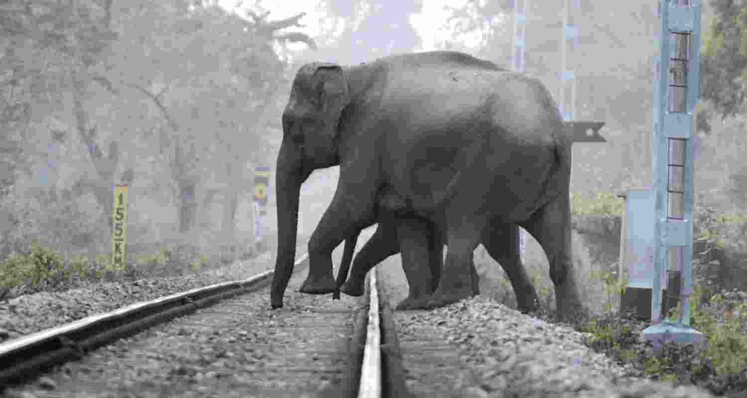 WB forest dept eyes DAS tech to prevent elephant deaths on tracks