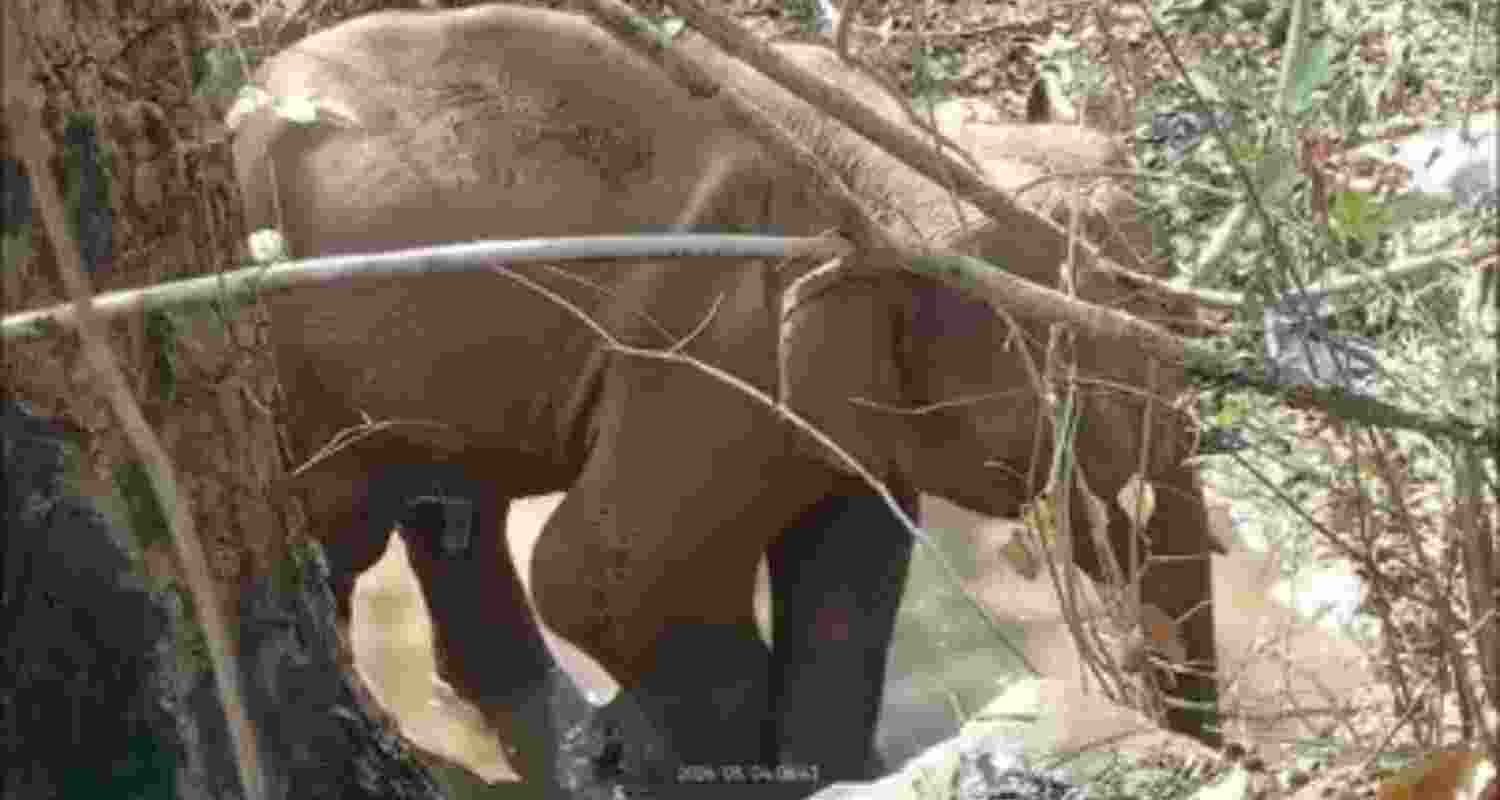 Maoists’ IED blast critically injures elephant in Jharkhand