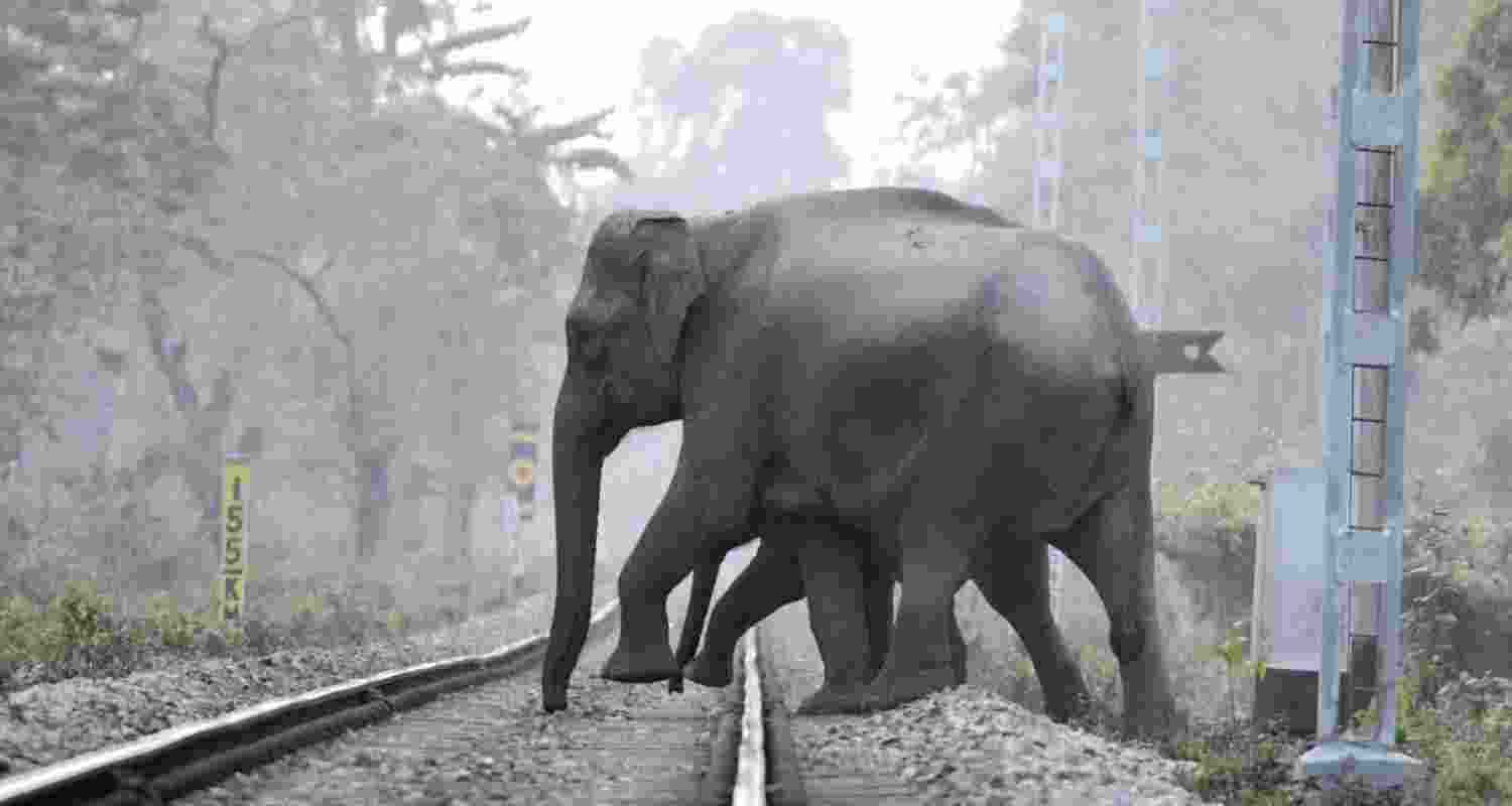 Another elephant killed in train collision near Dhupguri