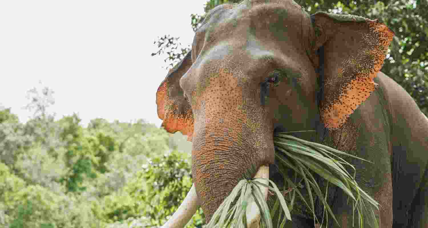 August 12 marks World Elephant Day. 