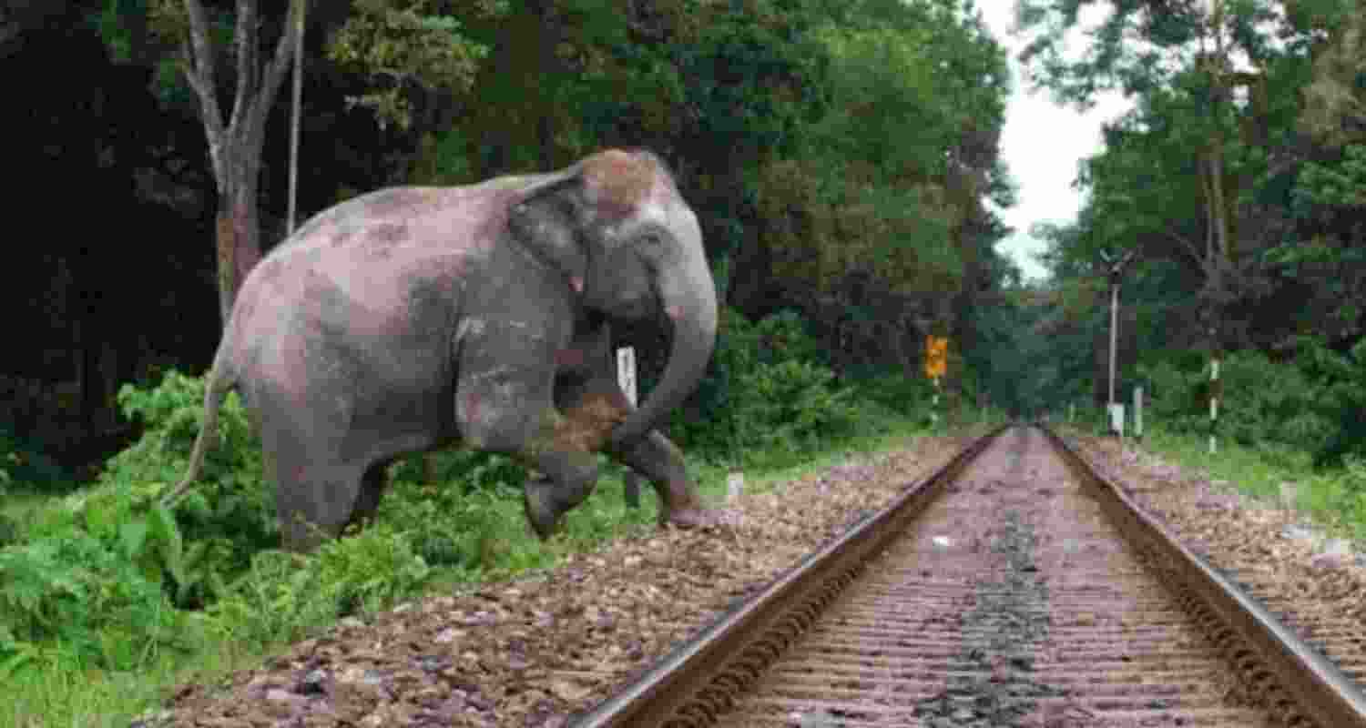 Freight train mows elephant calf, rail traffic hit in Jharkhand