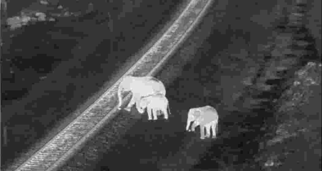 An elephant herd crossing railway track captured by the AI-based early warning system.