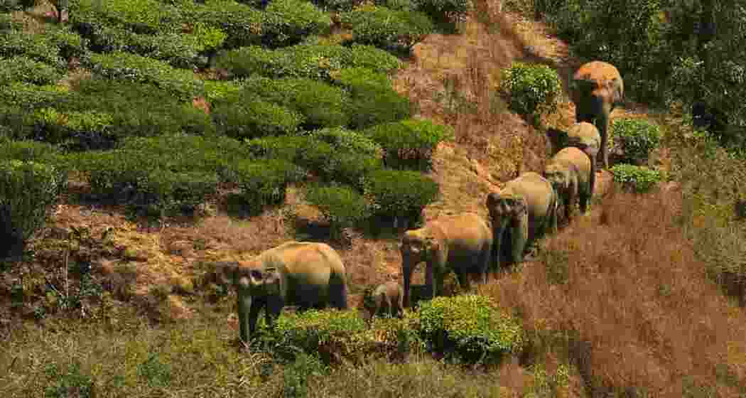 A herd of wild elephants moves through a tea estate in Northeast India, where expanding human activity and shrinking habitats have intensified encounters between people and wildlife.