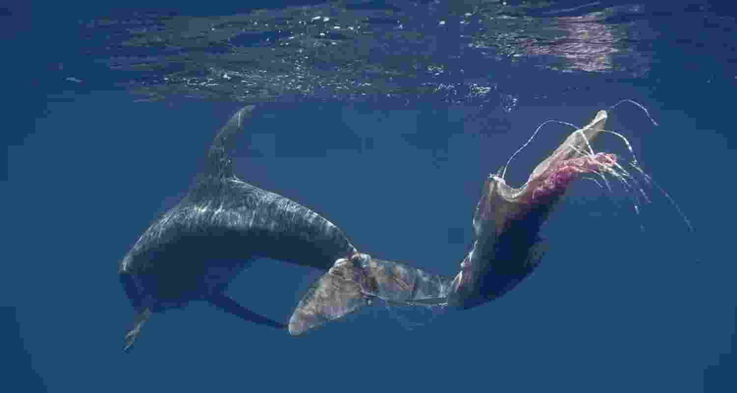 Early intervention saves entangled whales