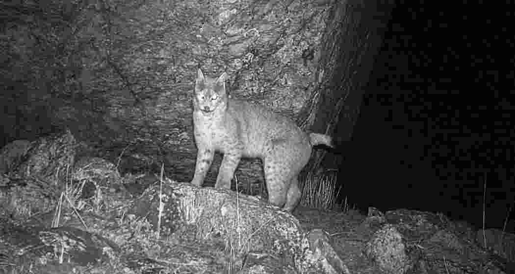 A camera trap captured the first-ever photograph of a Eurasian lynx in Sikkim's Tso Lhamo plateau, marking a milestone for wildlife conservation in the Eastern Himalayas.