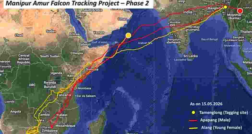 A map released by the Wildlife Institute of India showing the migration route of the Amur falcon.