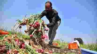 Govt’s subsidy drops onion prices in major cities