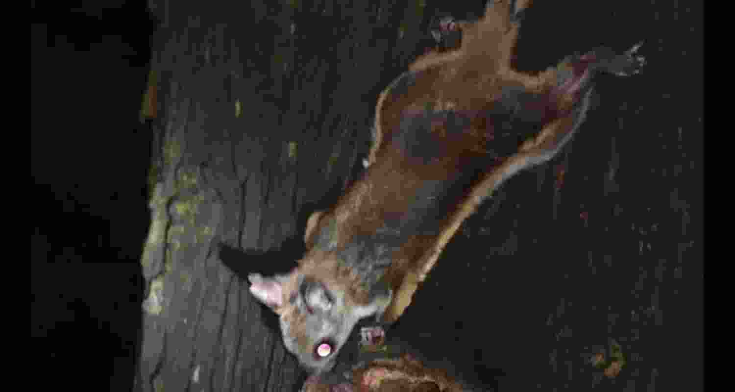 Woolly flying squirrel spotted first time in Himachal