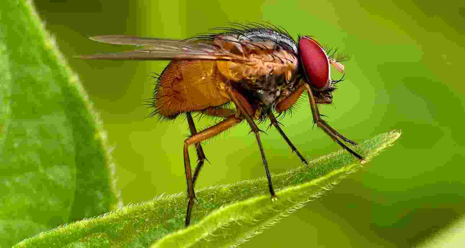 Masters of migration: They fly high and far!