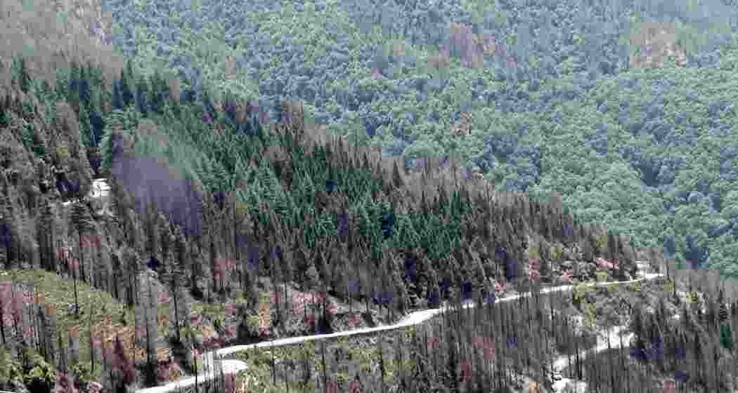 A representative image.