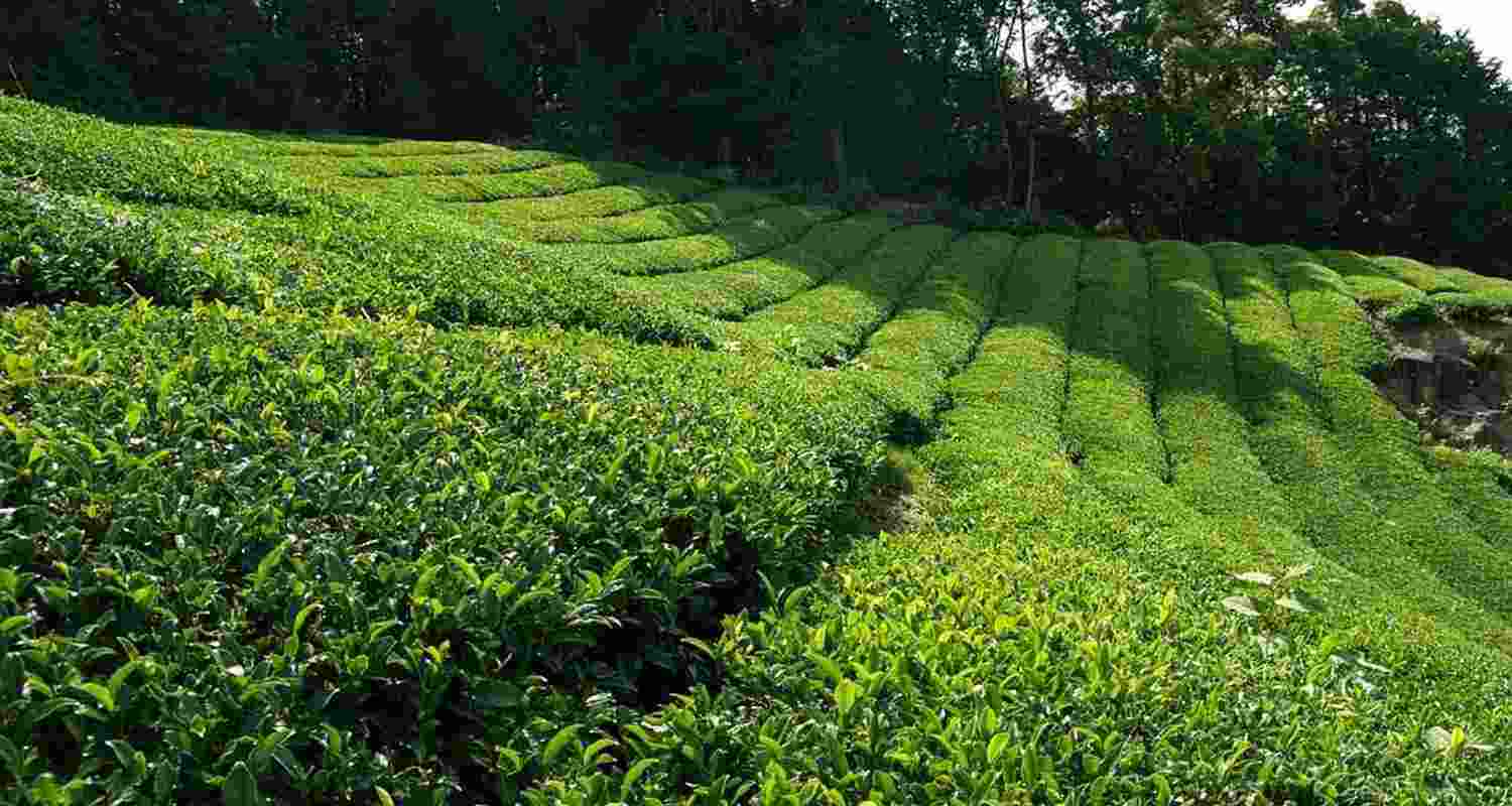 Tea exports have seen a rise of 2.85 per cent in 2024-25