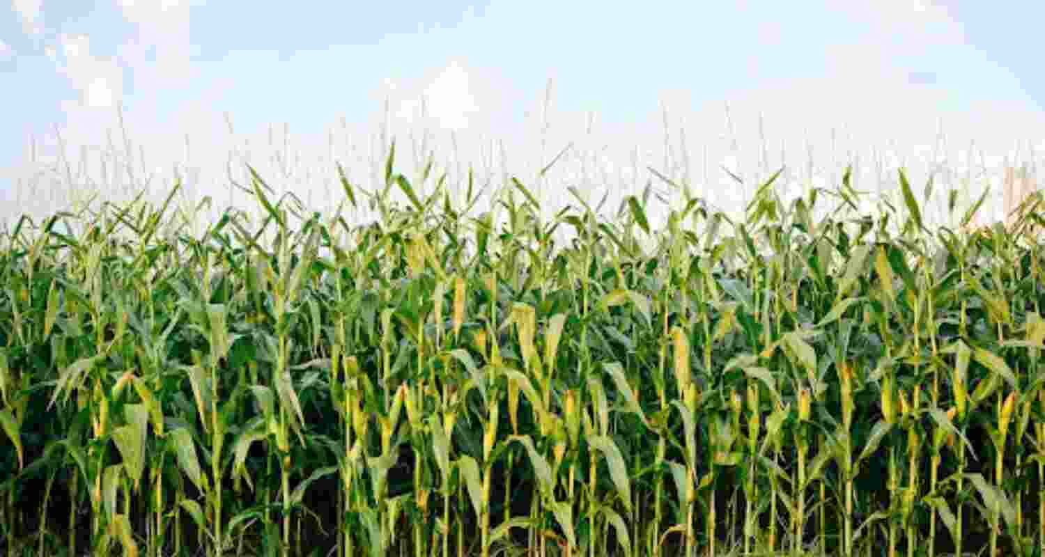 The Centre has fixed the minimum support price (MSP) of soybean at ₹5,328 per quintal for the 2025-26 kharif marketing season, up by ₹436 from ₹4,892 per quintal last season