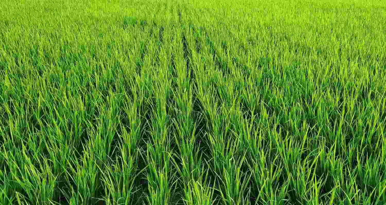 Further crop estimates in 2025-26 include maize production, estimated at 28.3 million tonnes, up from 24.8 million tonnes the previous year, while coarse cereals are pegged at 41.4 million tonnes