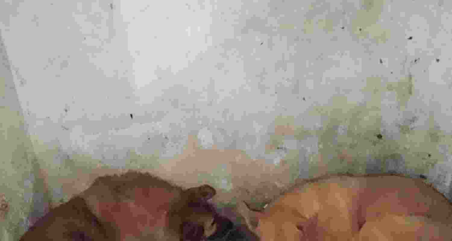 The issue of stray dogs has been doing the rounds on social media since the Supreme Court directed local bodies to permanently shelter dogs that are rabies-infected or reported to be ferocious