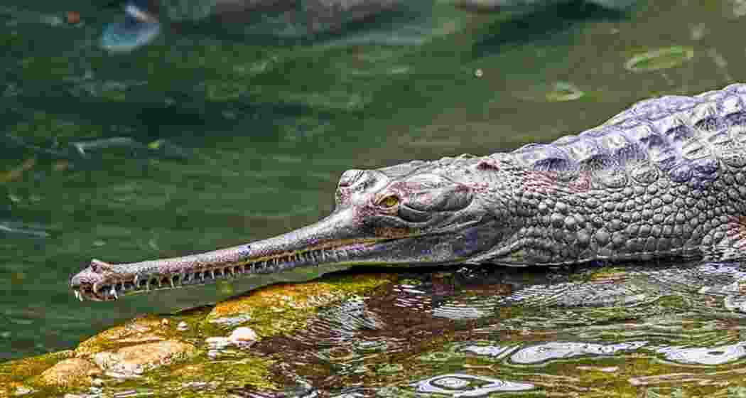 The rare sighting of the critically endangered reptile marks a significant conservation success and signals improving biodiversity in Assam’s river ecosystems.