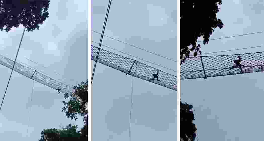 A Western Hoolock Gibbon uses a canopy bridge installed above a railway line at Hollongapar Gibbon Sanctuary in Assam, marking the first documented instance of its kind worldwide.