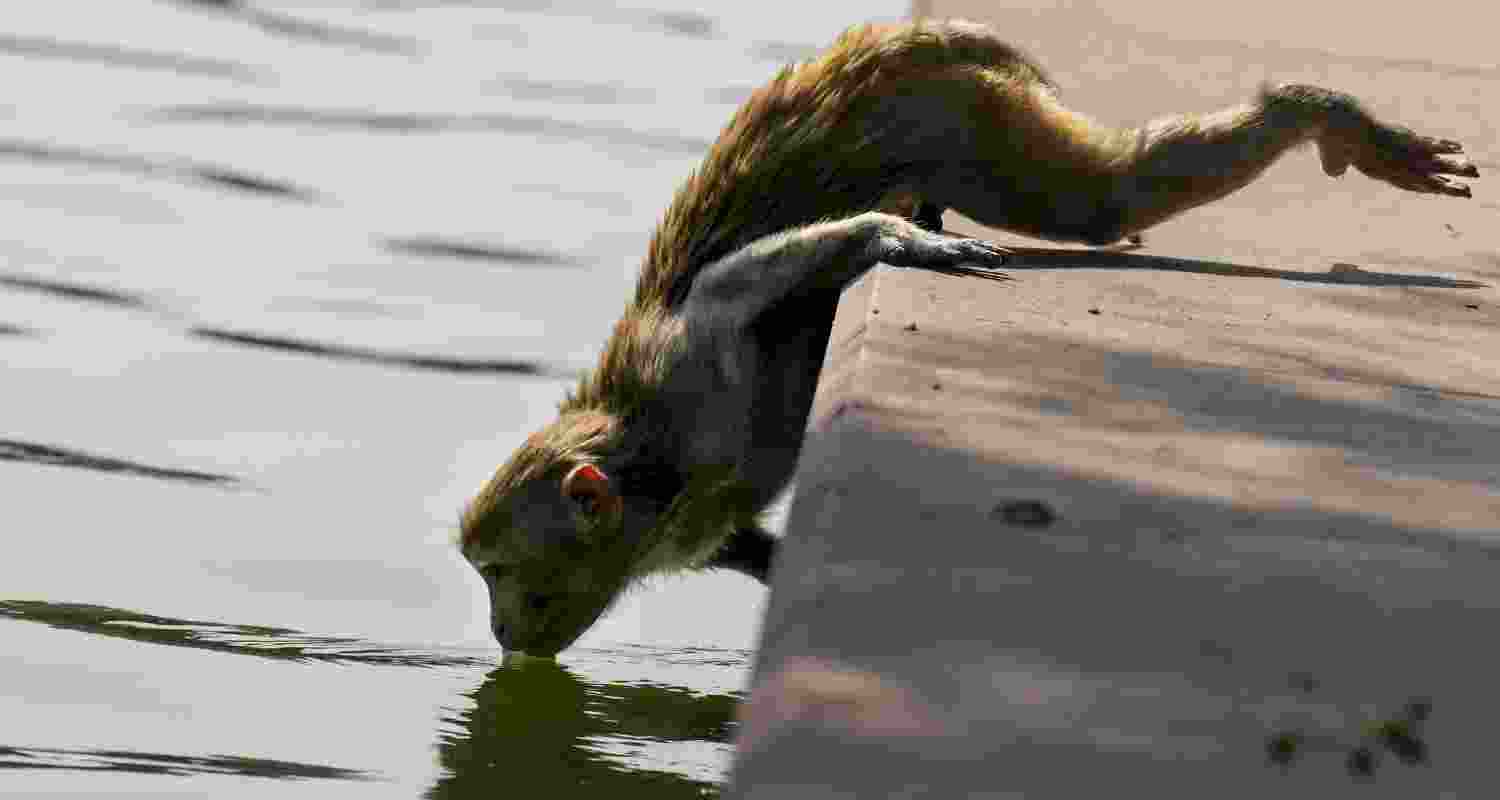 A monkey drinks water from a pond on a hot summer day amid rising temperatures, in New Delhi, Tuesday, April 21, 2026.