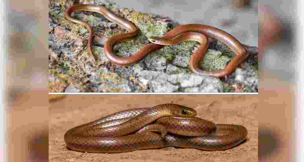 Newly discovered Anguiculus dicaprioi, a Himalayan snake species named after American actor, film producer, and environmentalist Leonardo DiCaprio.