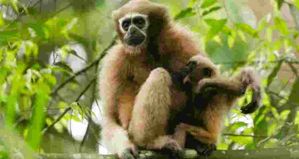 The Western Hoolock Gibbon.