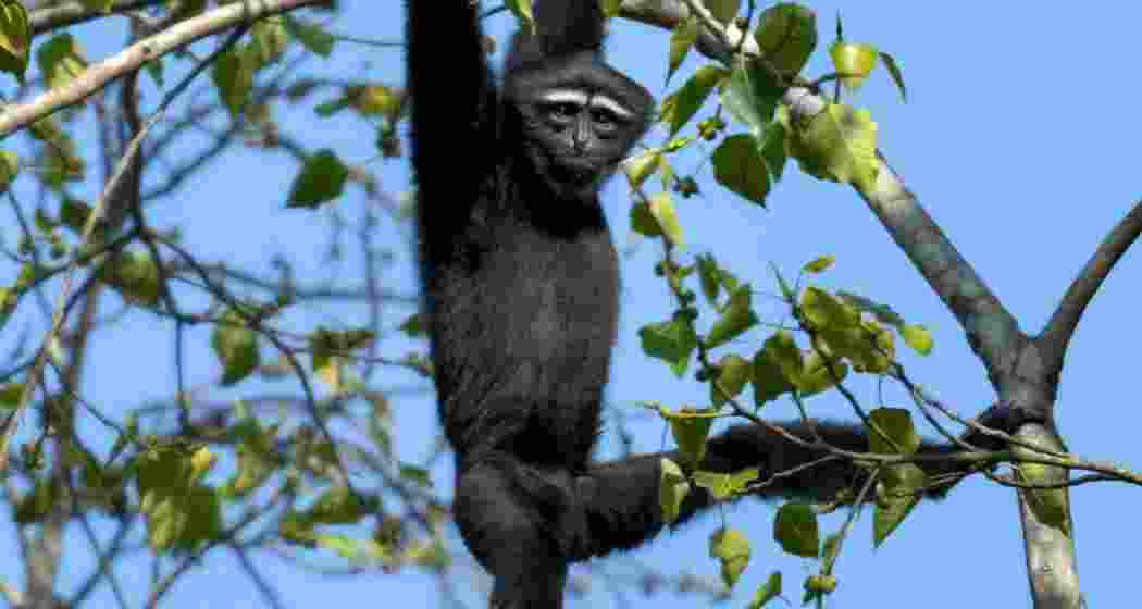Jute bridges being installed across roads in Kaziranga to help hoolock gibbons and other primates cross safely.