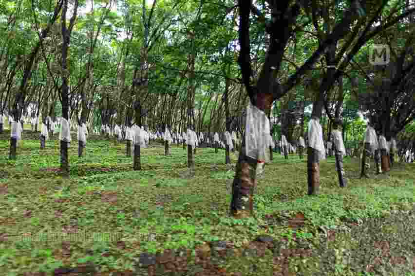 Tripura exceeds rubber plantation target of 30,000 hectare