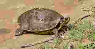 Two arrested for poaching turtles in Pilibhit Tiger Reserve