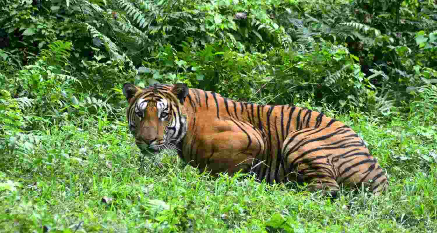 Could local communities hold the key to saving Indian tigers?