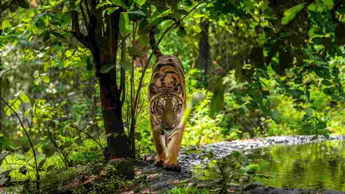 India reports consistent increase in forest cover over past 15 years at UNFF 19