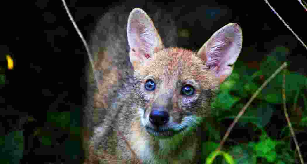 An Indian jackal. Image for representative use only.