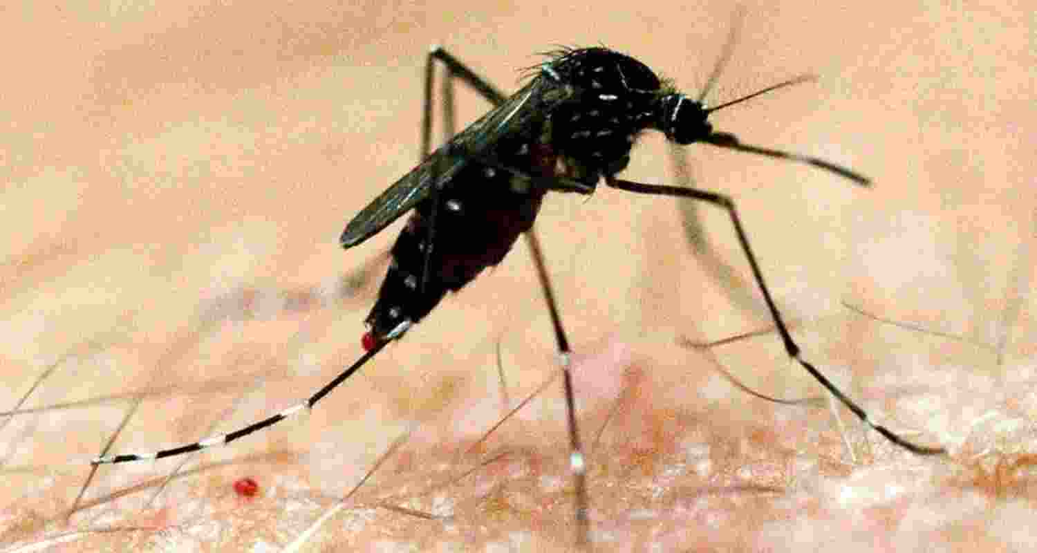 The vector born JE is transmitted by the bite of culex mosquito. 