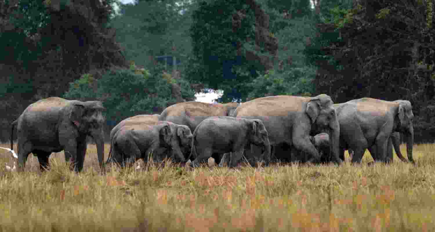 According to officials, the trained elephants — provided by the Karnataka Forest Department — will be deployed to control and guide aggressive wild elephants back into forest areas.