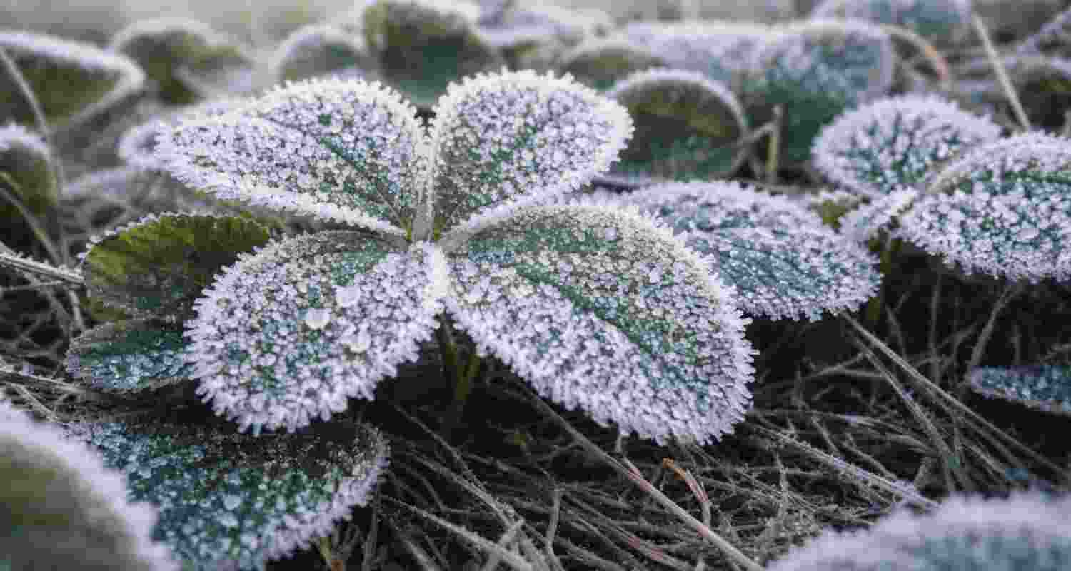 Jharkhand shivers as McCluskieganj records sub-zero temperature