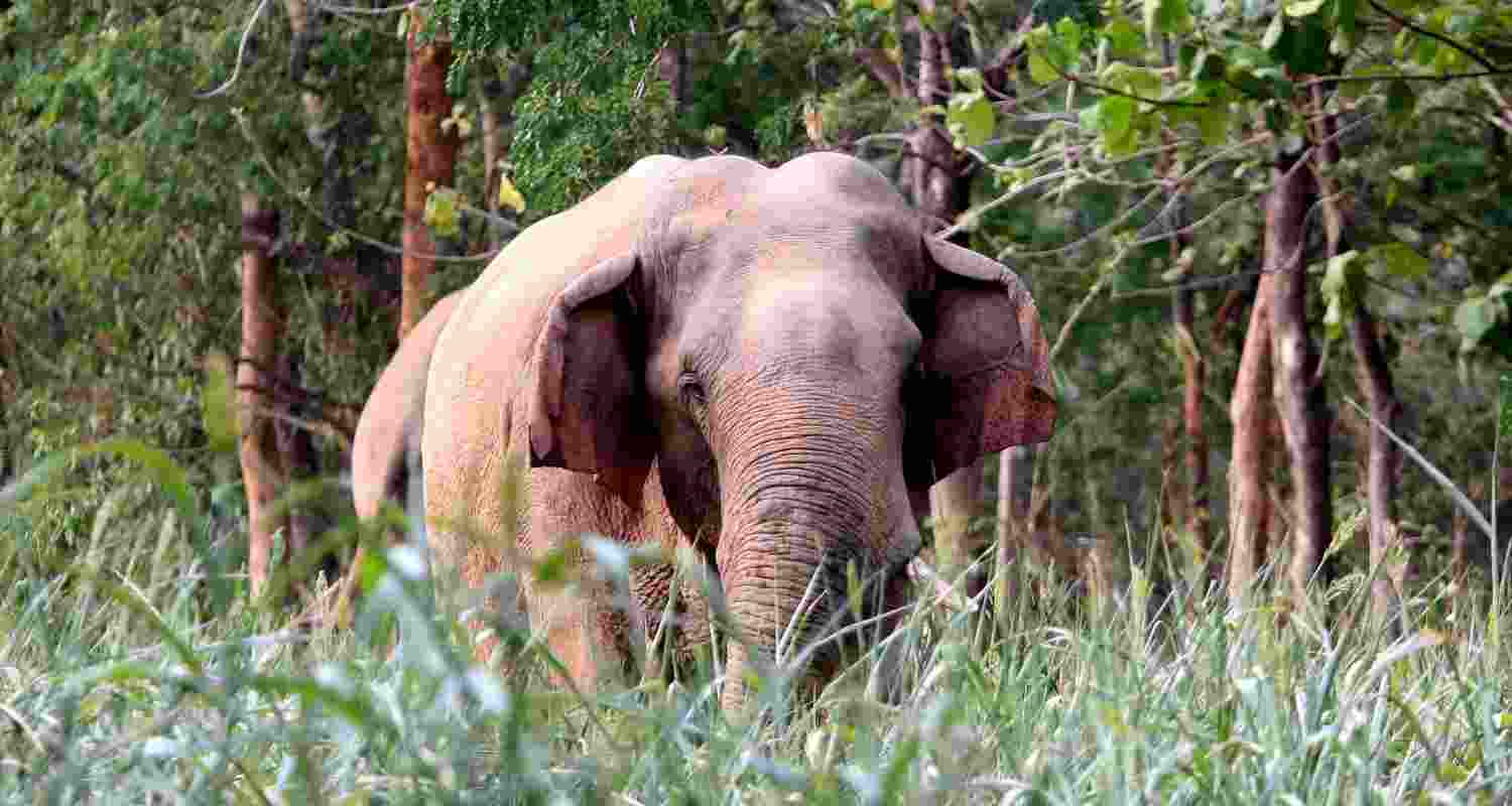 Two killed in wild elephant attacks in Jharkhand